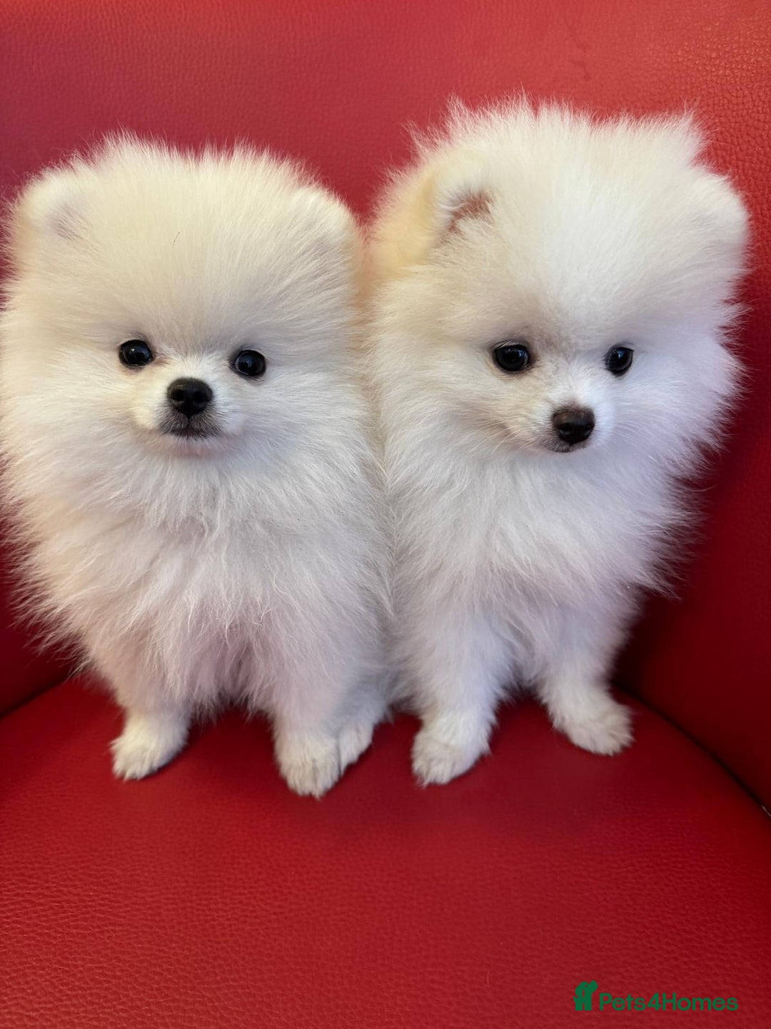Pomeranian dogs for sale: 🐶 Adorable Pomeranian Puppies for Sale! 🐾 - Image 6