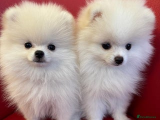 Pomeranian dogs 🌸Mini White Pomeranian Puppies – Last Girls! 🌸 - Advert 6