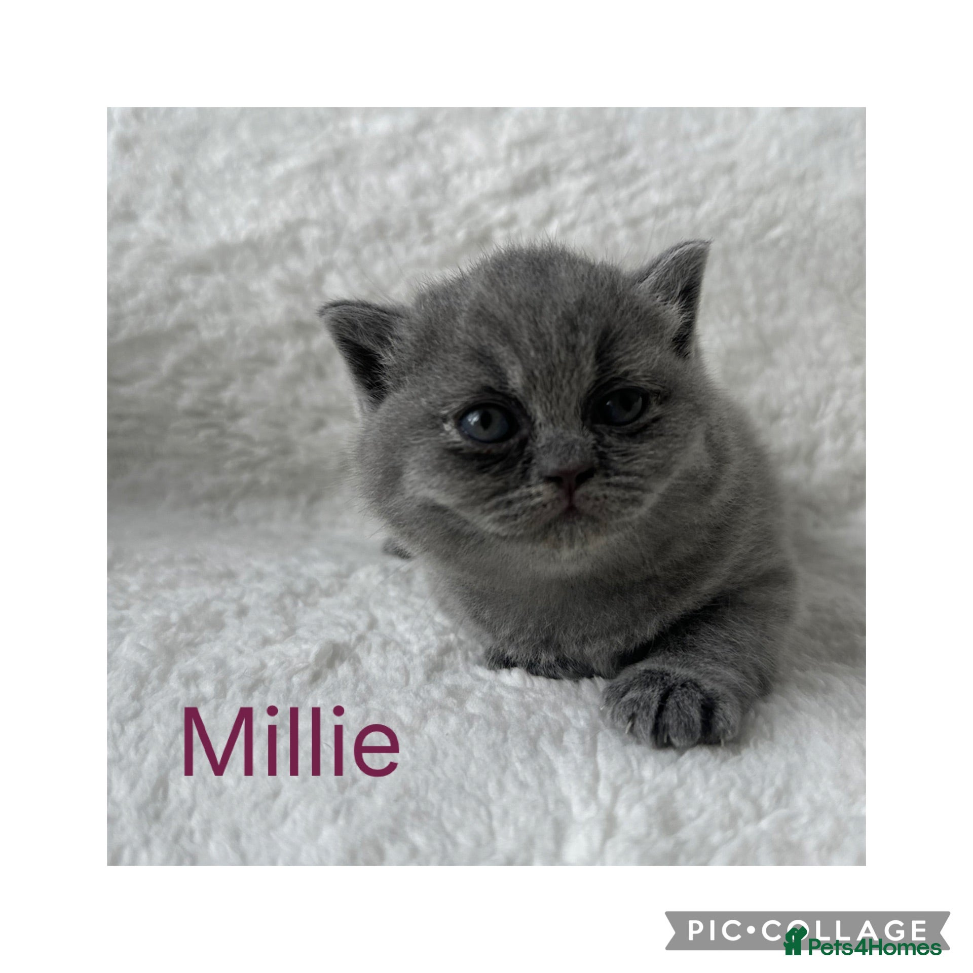 British Shorthair cats 🐾 Beautiful British Shorthair Kittens 🐾 - Advert 7