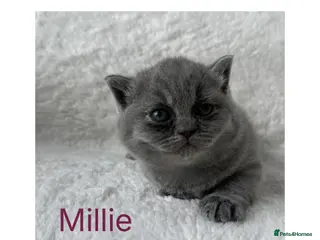 British Shorthair cats 🐾 Beautiful British Shorthair Kittens 🐾 - Advert 7