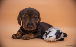 Dachshund dogs for sale: KC Standard Wire-haired Dachshund puppies - Image 23