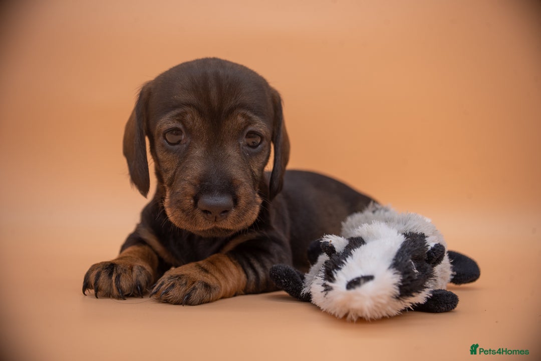 Dachshund dogs for sale: KC Standard Wire-haired Dachshund puppies - Image 23