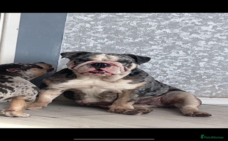 English Bulldog dogs - Advert 5