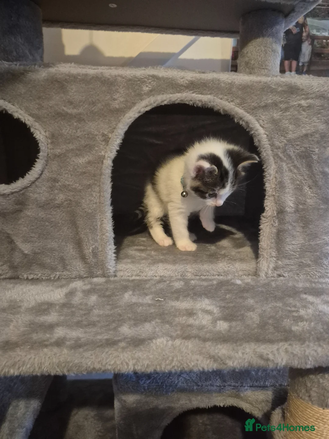 Mixed Breed cats for sale: Male kitten - Advert 5