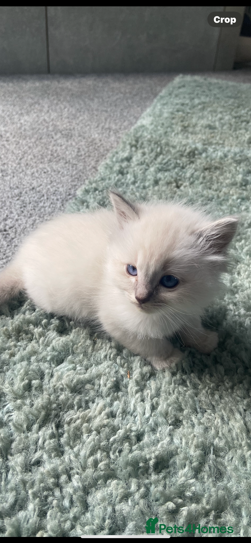 Ragdoll cats 2 Girls now remaining  - Advert 15