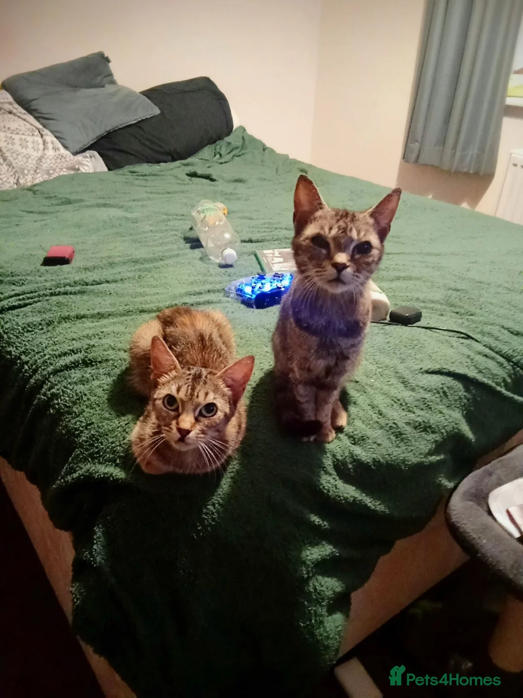 Mixed Breed cats for sale: Cats for adoption! - Advert 12