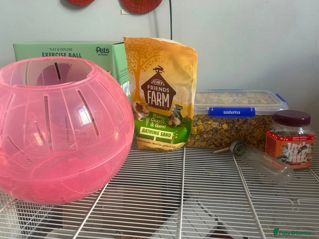 Hamster rodents for sale: Syrian Hamster and Full Setup in Milton Keynes - Advert 8