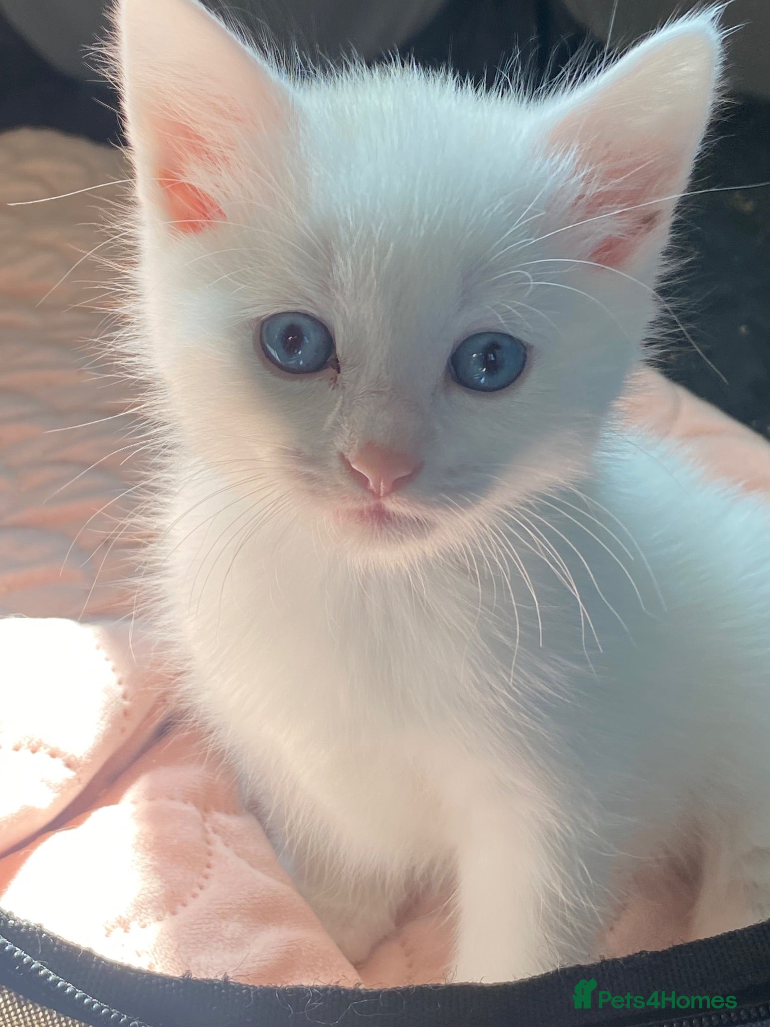 Khao Manee cats Beautiful Khao manee kitten - Advert 1