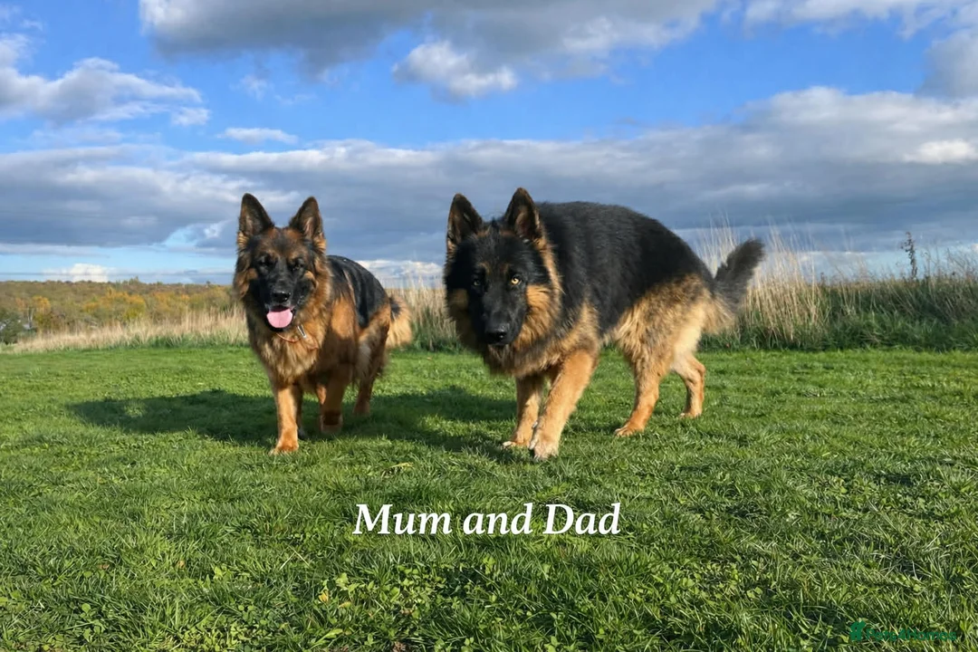 German Shepherd dogs for sale: Beautiful German Shepherd Puppies Kc Registered  - Advert 2
