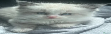 Ragdoll 2