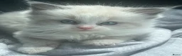 Ragdoll cats for sale: Ragdoll kittens  - Advert 5