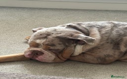 Olde English Bulldogge dogs for sale: olde english bulldog boy - Image 5
