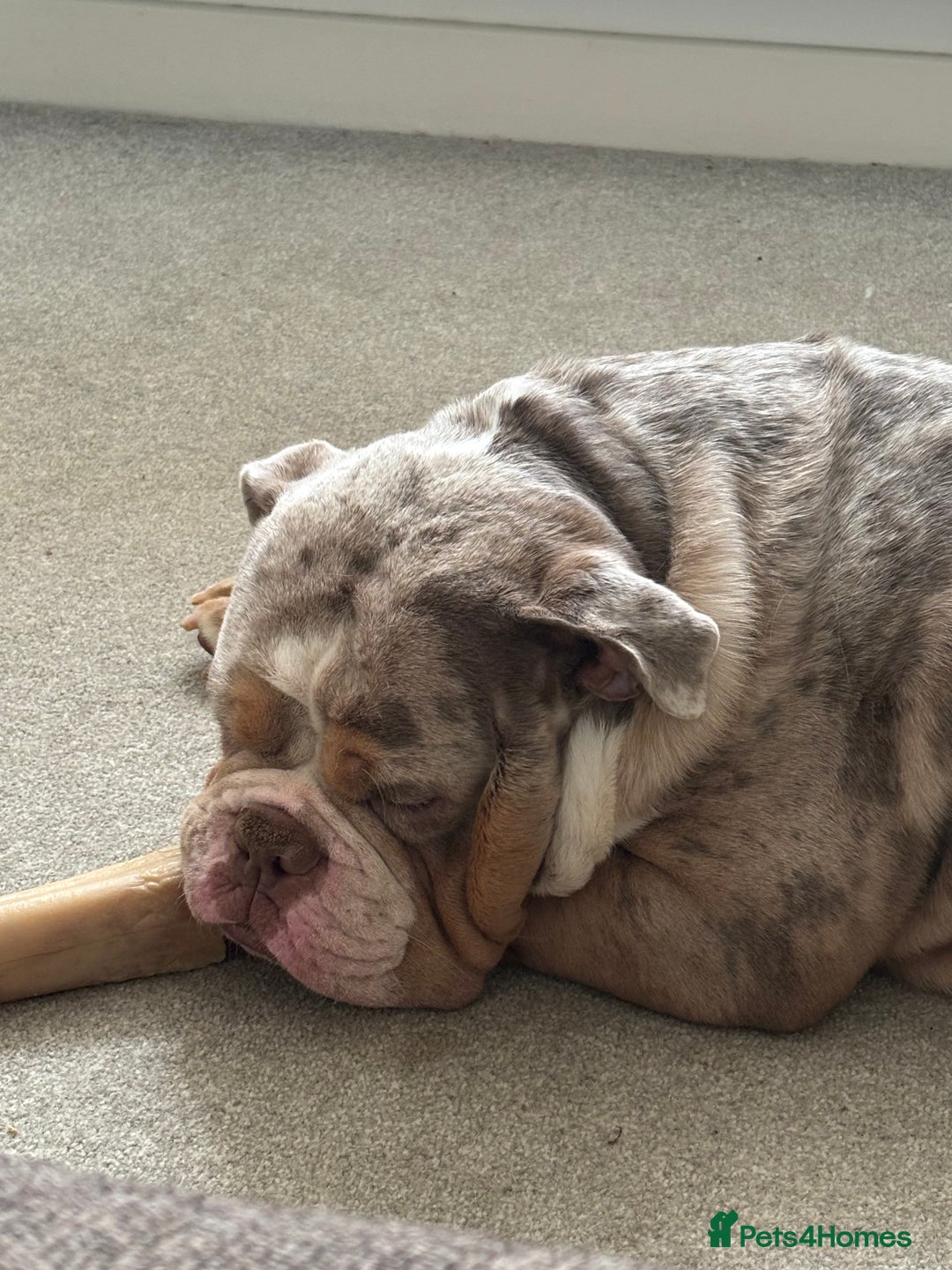 Olde English Bulldogge dogs for sale: olde english bulldog boy - Image 5