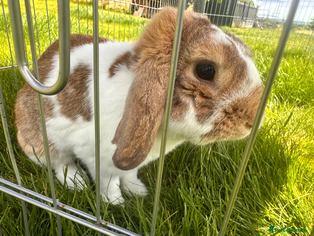 French Lop rabbits for sale: French lop eared male rabbit - Advert 1