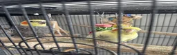 Cockatiels birds for sale: Cockatiels for adoption  - Advert 3