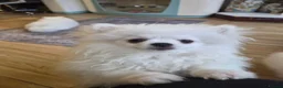 Pomeranian dogs for sale: 2 white poms 17 weeks old 1 boy 1 girl - Advert 8