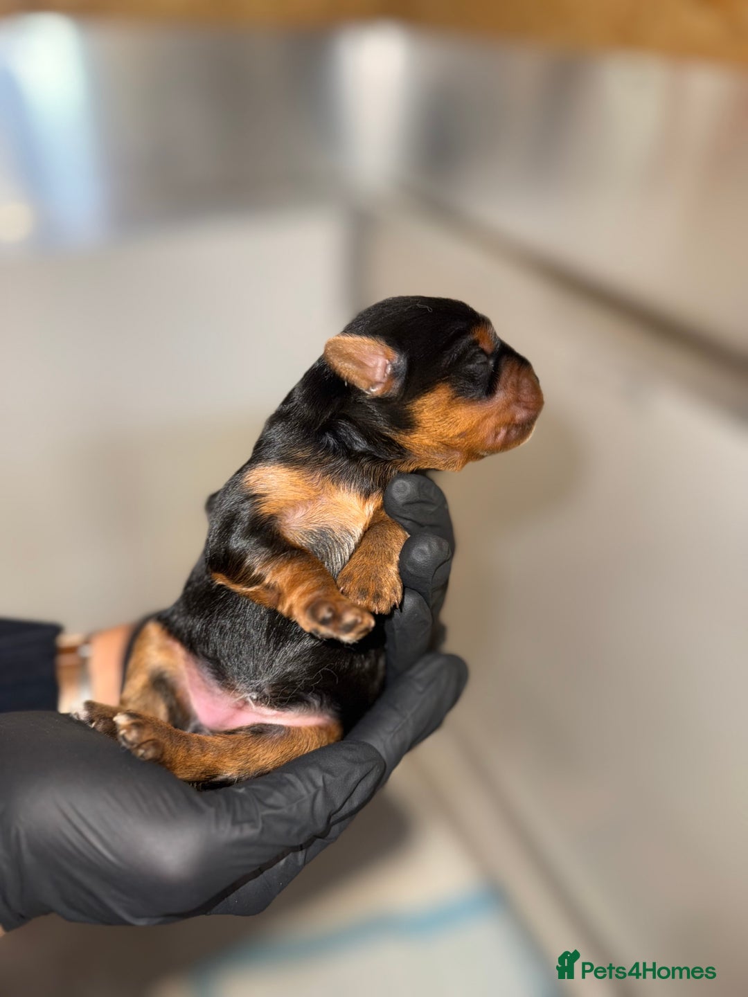 Yorkiepoo dogs for sale: Adorable yorkiepoo puppies ❤️ - Image 8
