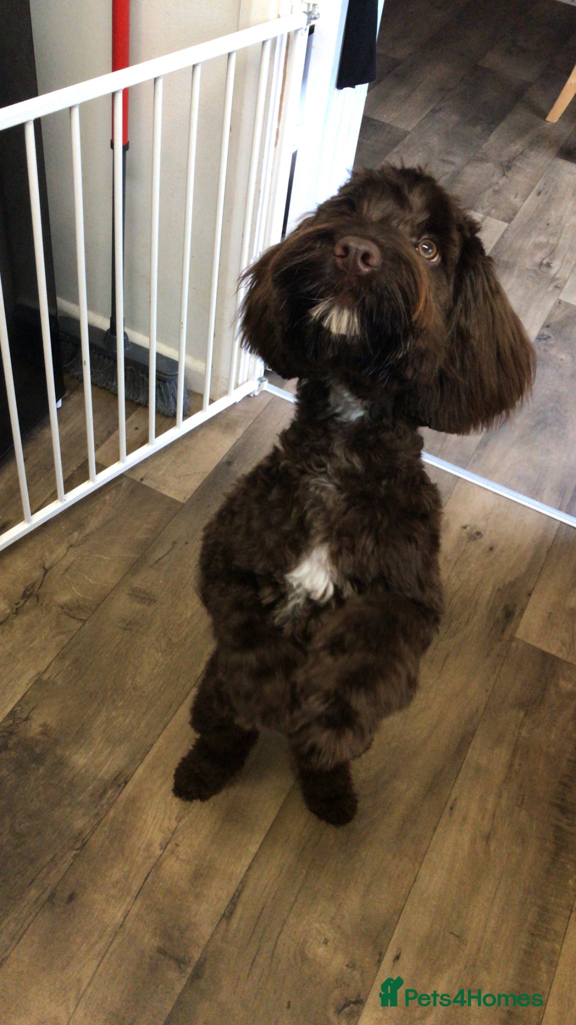 Cockapoo dogs for sale: Cockerpoo F1b puppies  in Hailsham - Advert 9