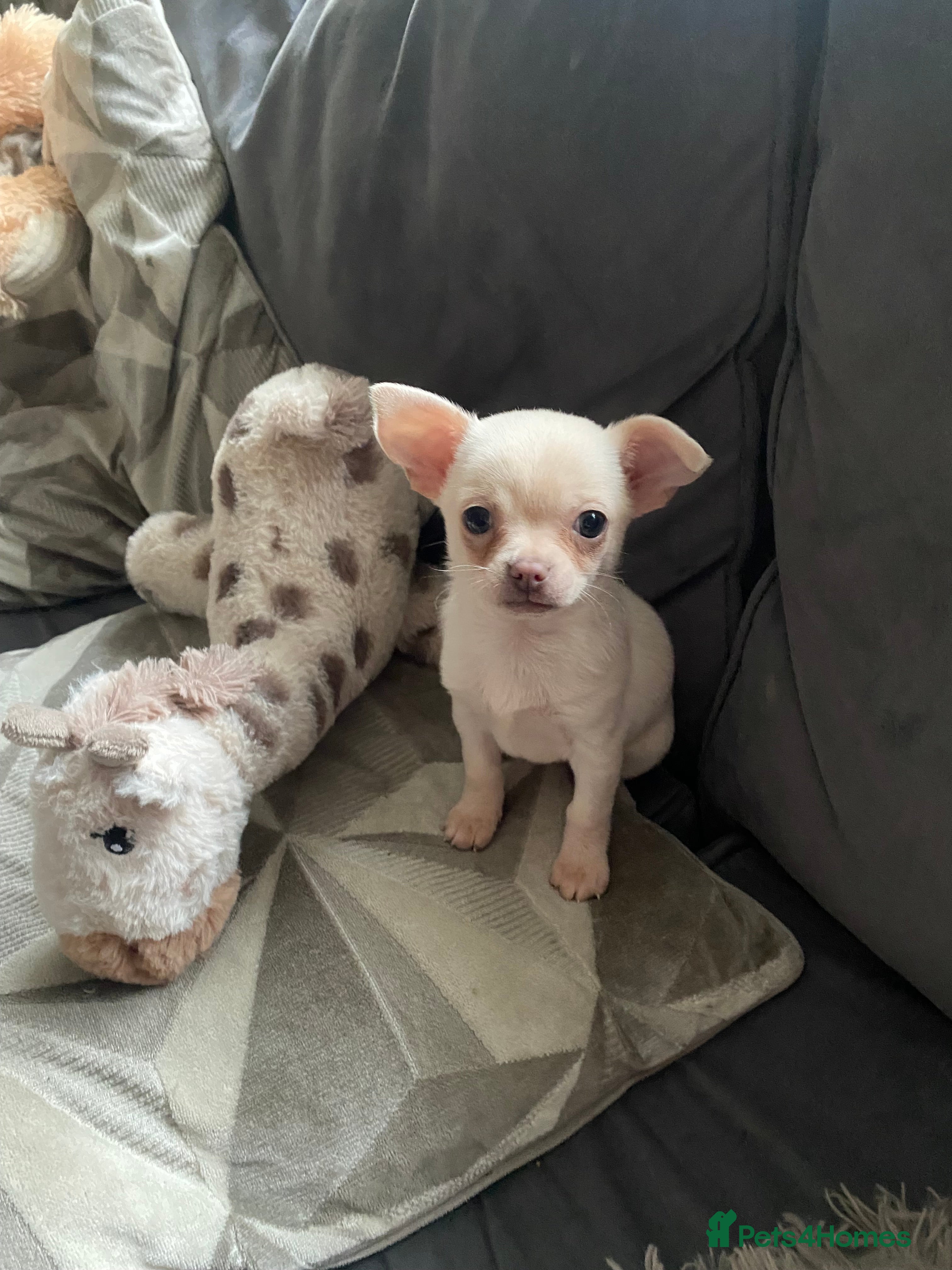 Chihuahua dogs Chihuahua puppies - Advert 7