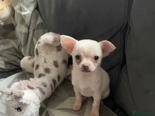 Chihuahua dogs Chihuahua puppies - Advert 7