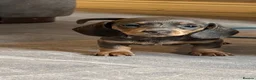 Miniature Dachshund dogs for sale: KC REGISTERED MINIATURE DACHSHUND PUPPIES in Ilkeston - Advert 3