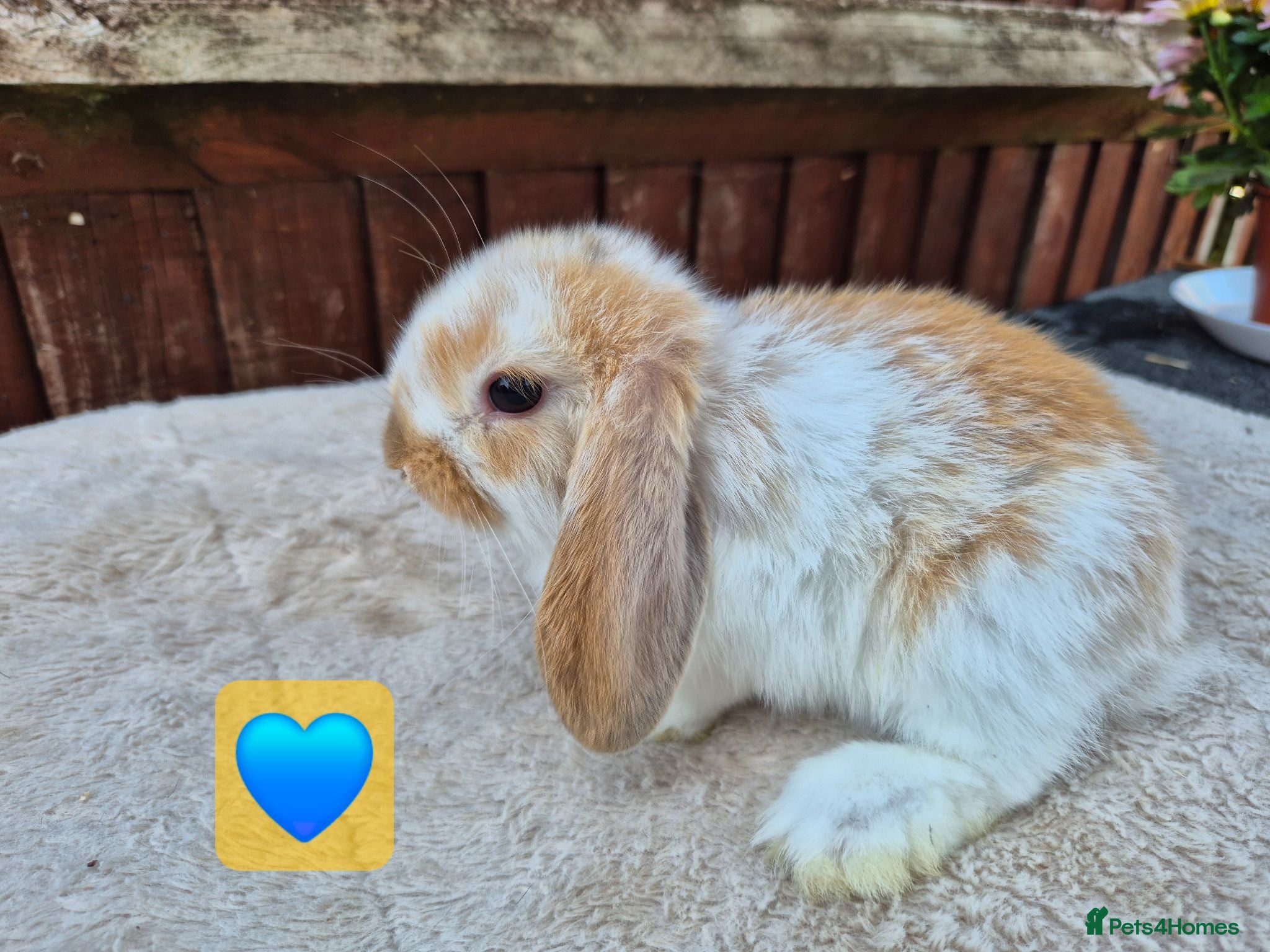 Mini Lop rabbits ❤️ Ready to reserve  💙  - Advert 10