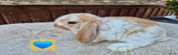Mini Lop rabbits for sale: ❤️ Ready to reserve  💙  - Advert 6