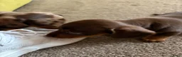 Dachshund dogs for sale: Smooth Dachshund Pups - Dapple & Brown/Tan - Devon - Advert 15