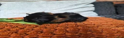 Guinea Pig rodents for sale: Baby guinea pigs - Advert 11