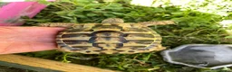Hermann Tortoise reptiles for sale: Harmann Tortoise 6 years old  in Egham - Advert 4