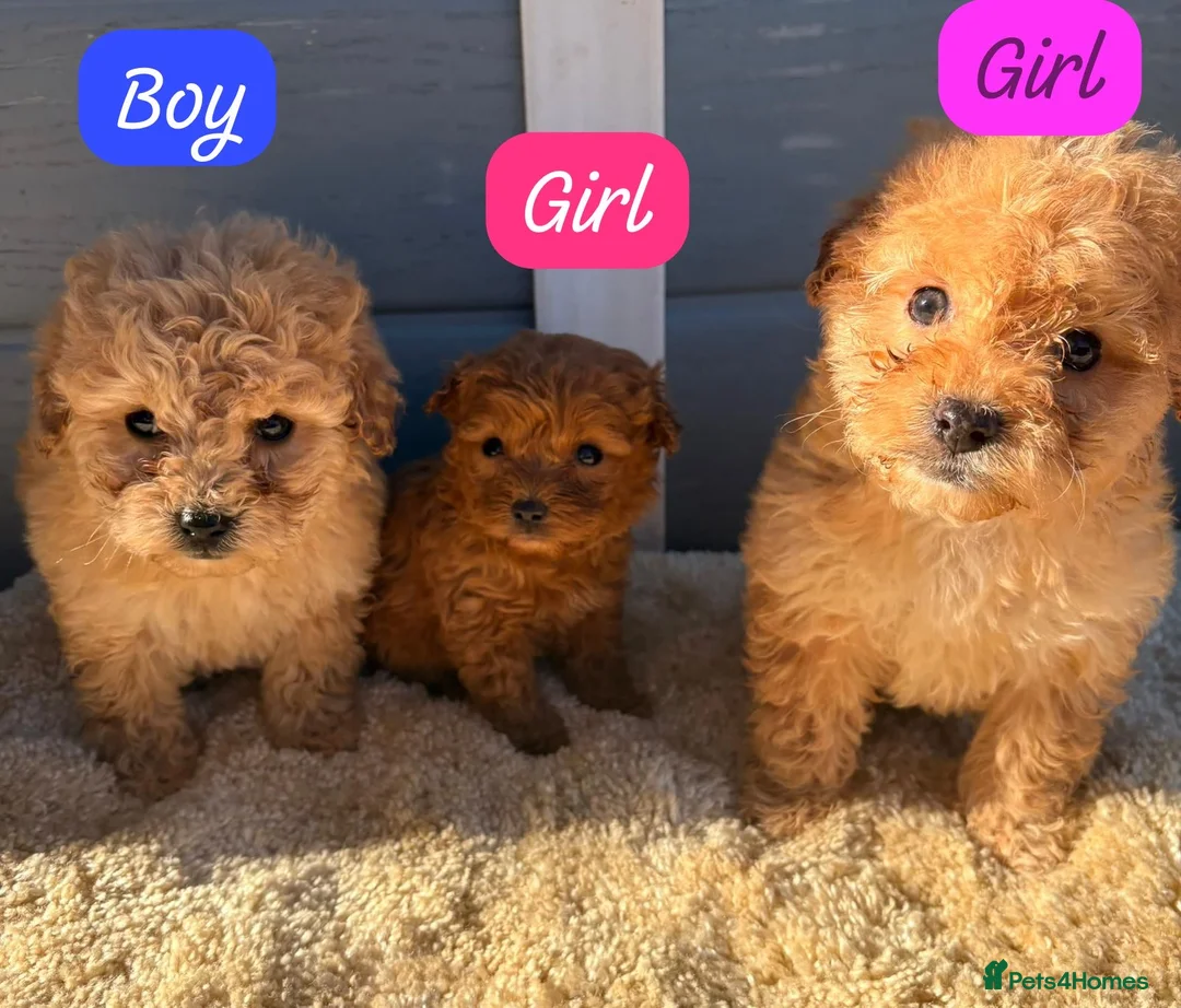 Cockapoo dogs for sale: Cocker poos - Advert 10