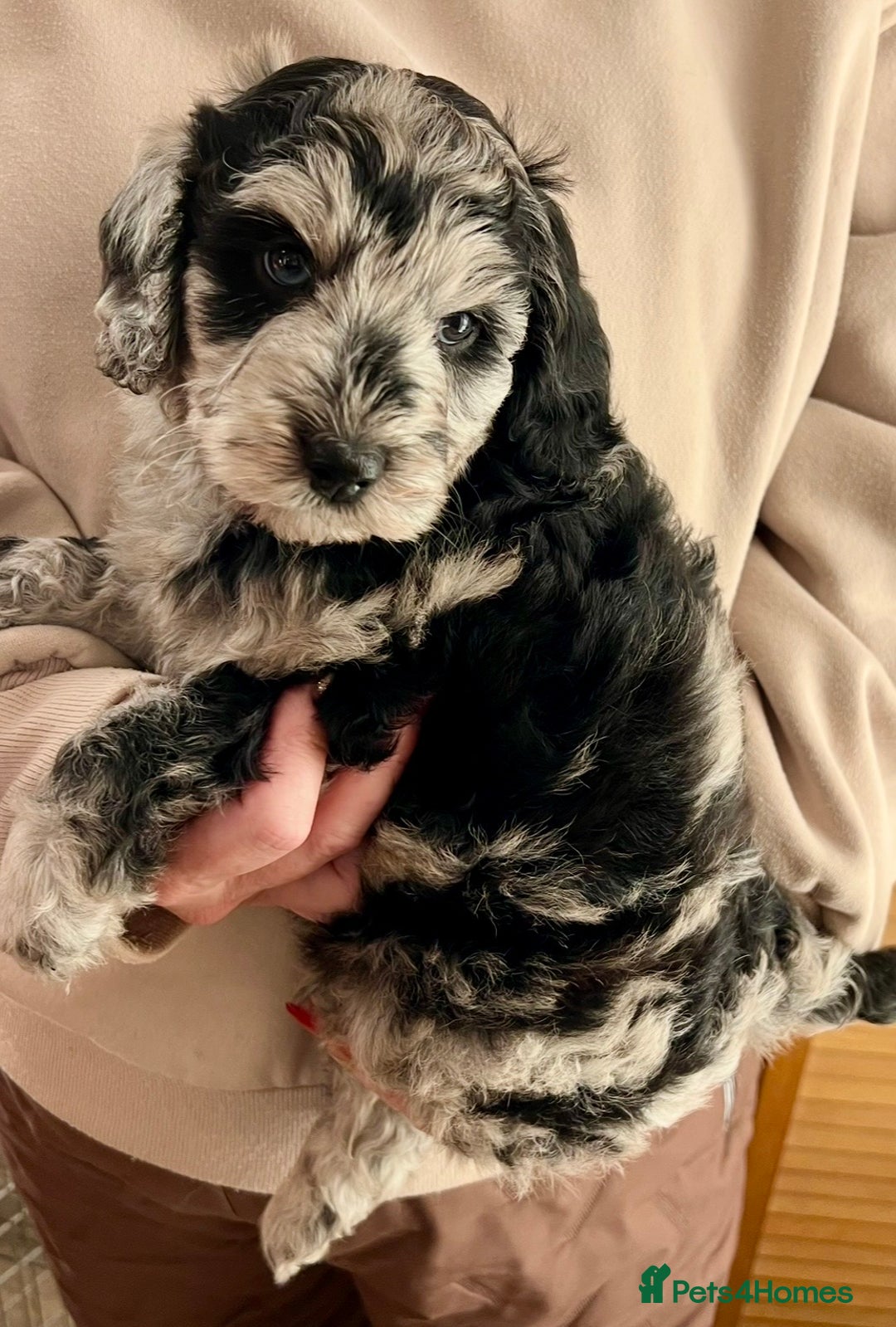 Labradoodle dogs for sale: F1b Labradoodles, Miniature Health tested parents - Advert 20