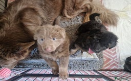 German Shepherd dogs for sale: KC REG GSD PUPPIES FULLY SCORED AND TESTED PARENTS - Image 22