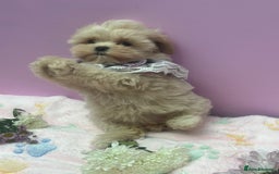 Maltipoo dogs for sale: Luxury Korean F1b maltipoos 😍🐶🐾 - Image 14