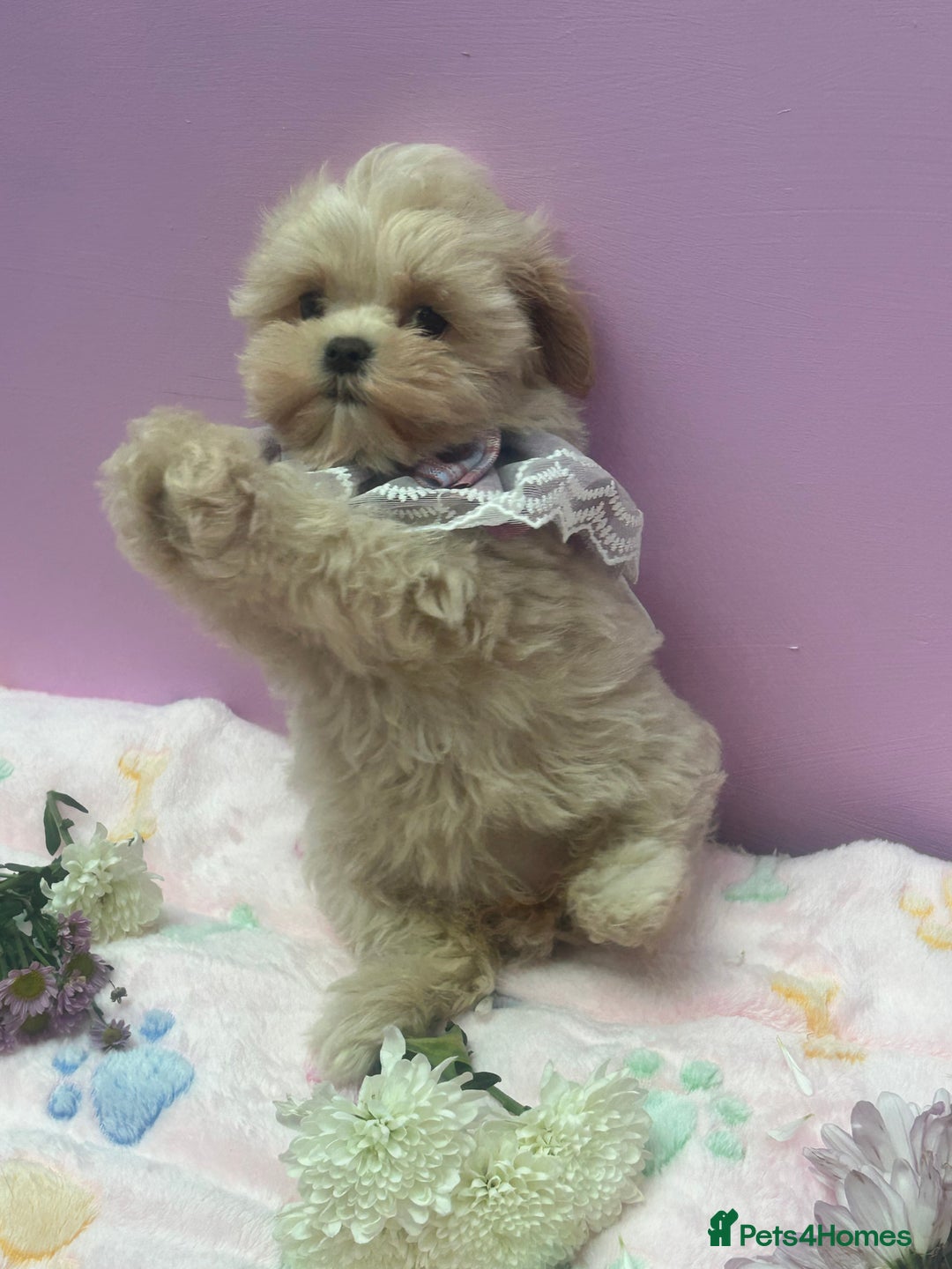 Maltipoo dogs for sale: Luxury Korean F1b maltipoos 😍🐶🐾 - Image 14
