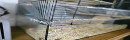 Gerbil rodents for sale: Gerbil male  in Redditch - Advert 4