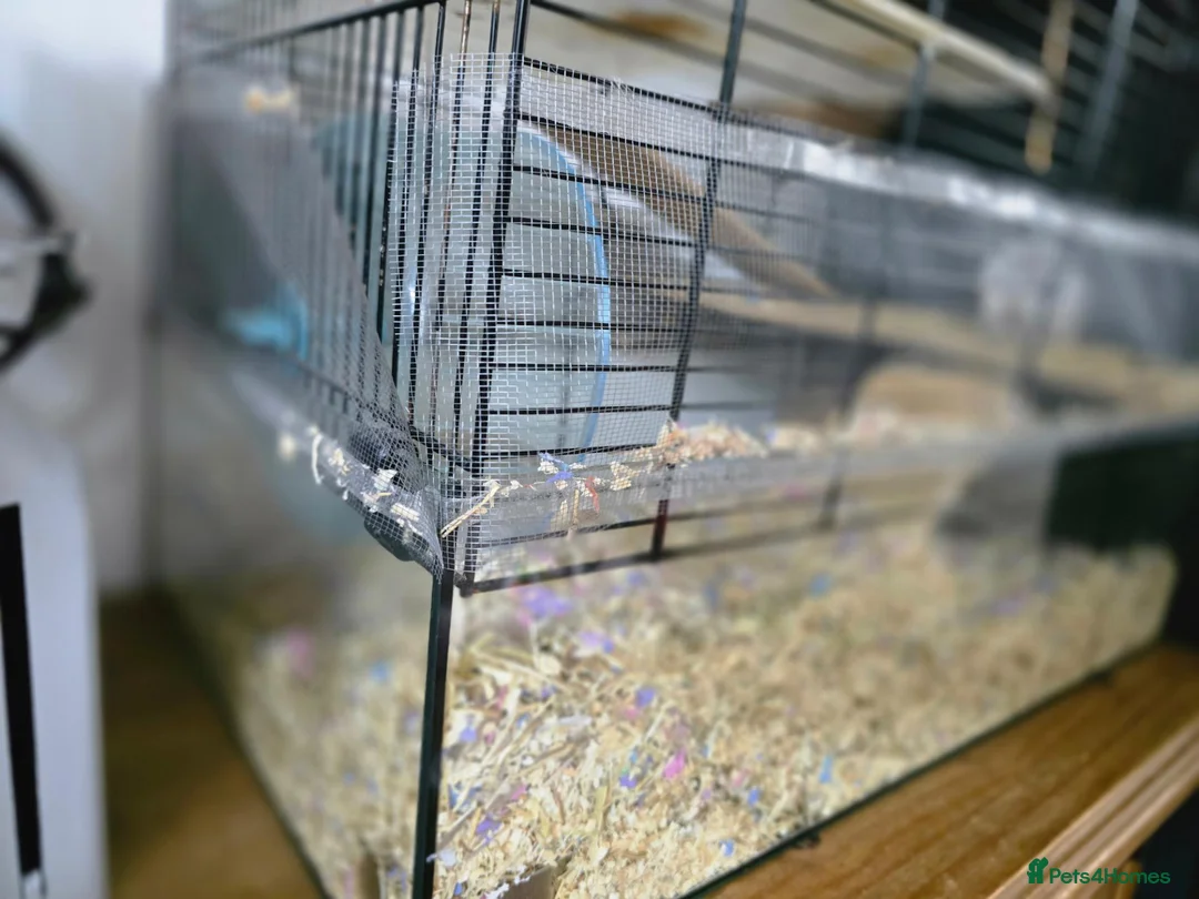 Gerbil rodents for sale: Gerbil male  in Redditch - Advert 4