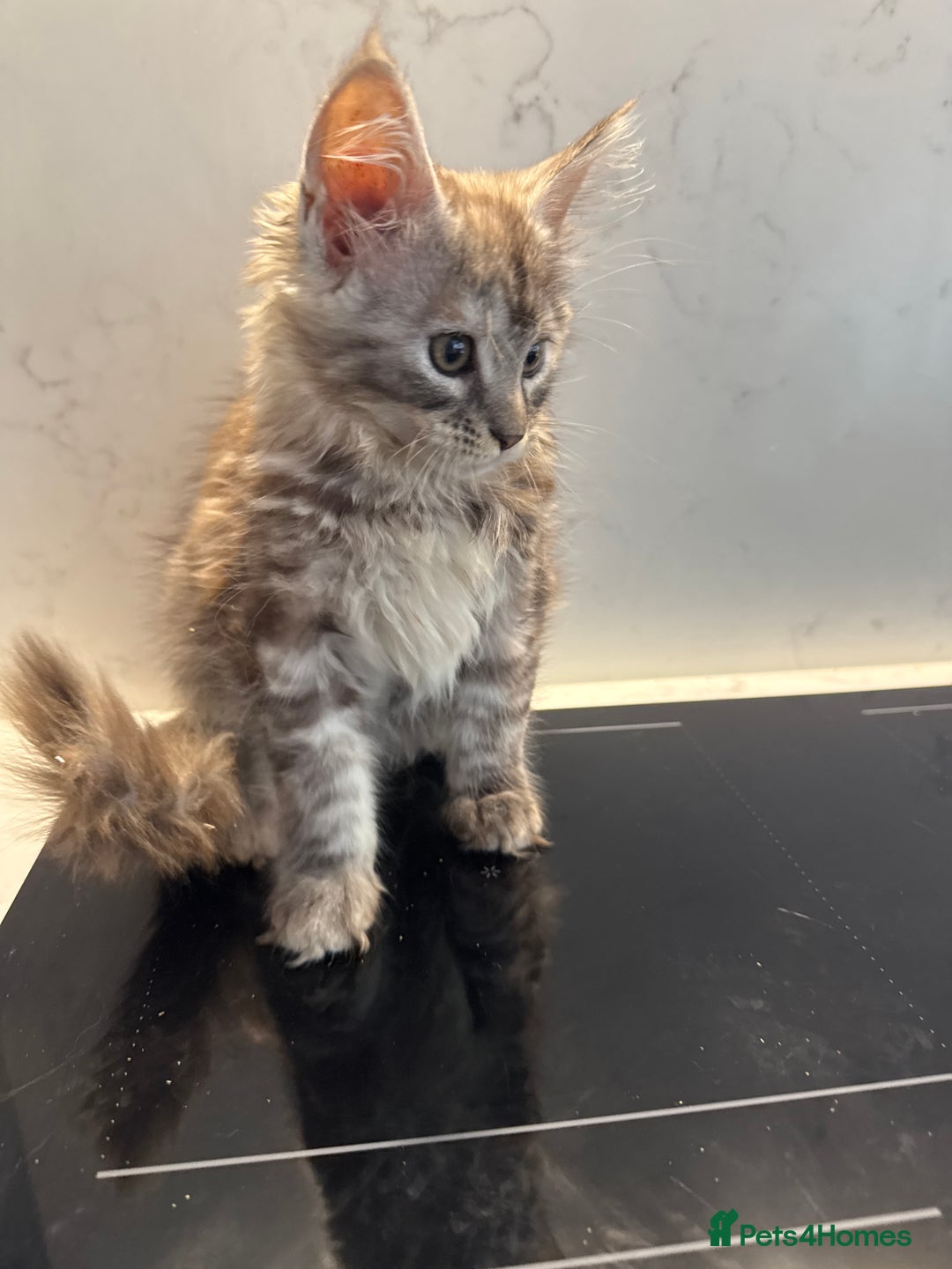 Maine Coon cats for sale: GCCF Registered Kittens. Beautiful lively kittens  - Image 21