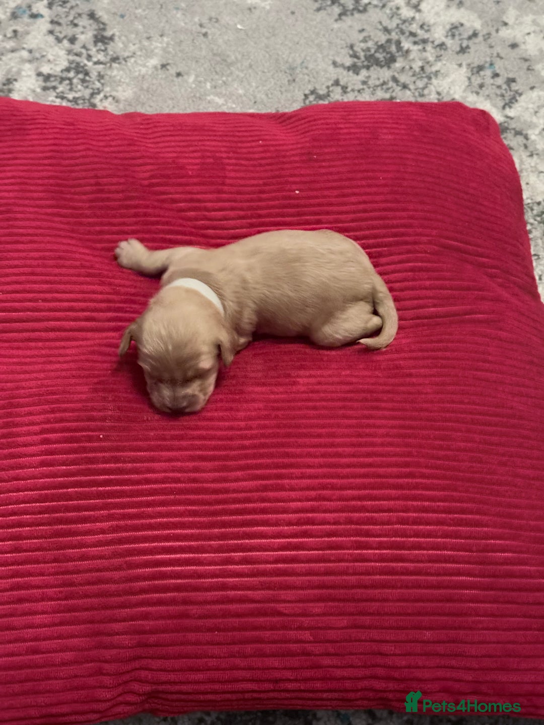 Cavapoo dogs for sale: F2 cavapoo puppies for sale - Advert 4