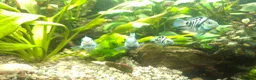 Cichlids fish for sale: Polar blue parrot fish - Advert 5