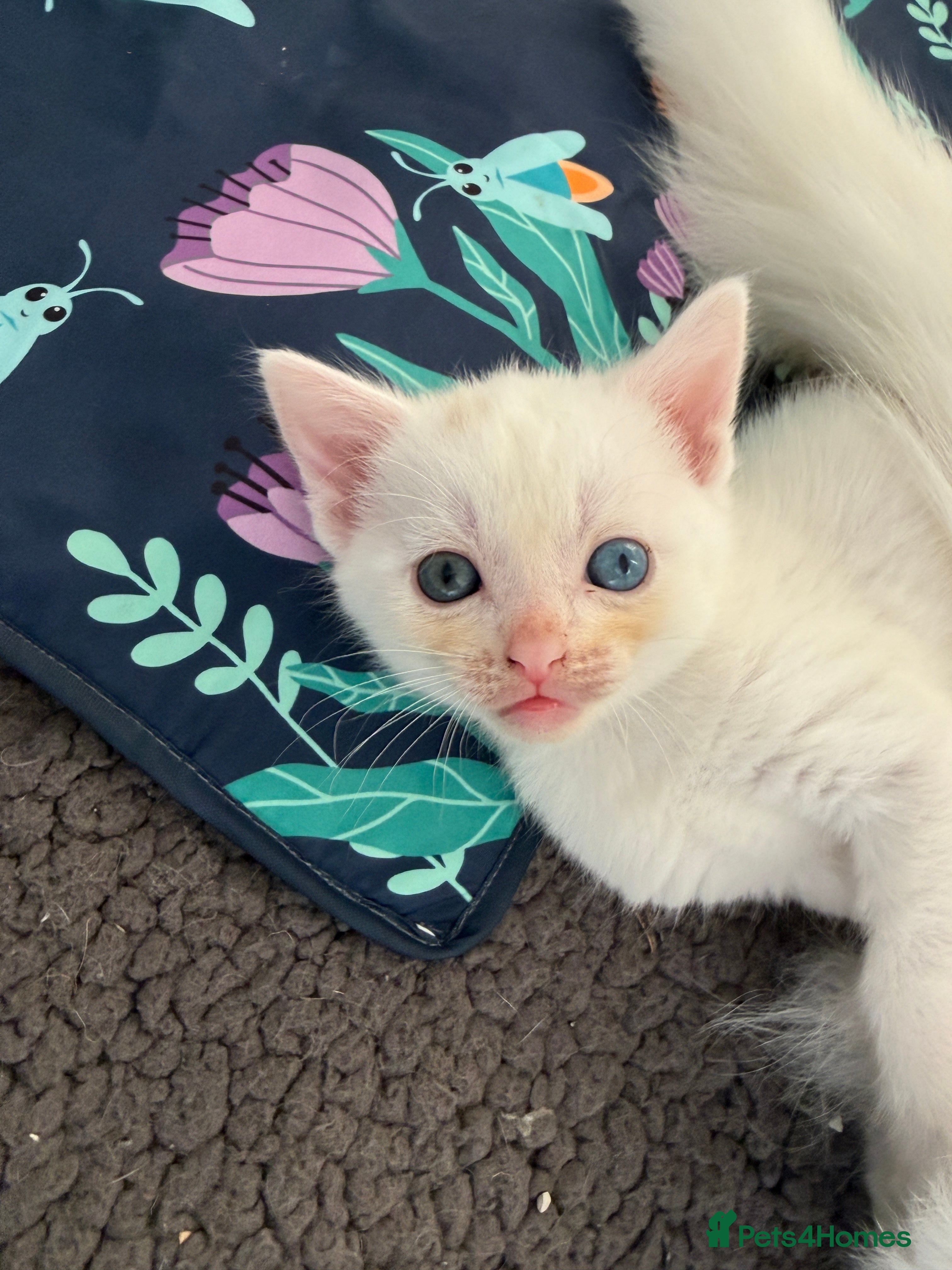 Turkish Angora cats Rare Odd-Eyed White Male Kitten (Blue & Green) - Advert 1
