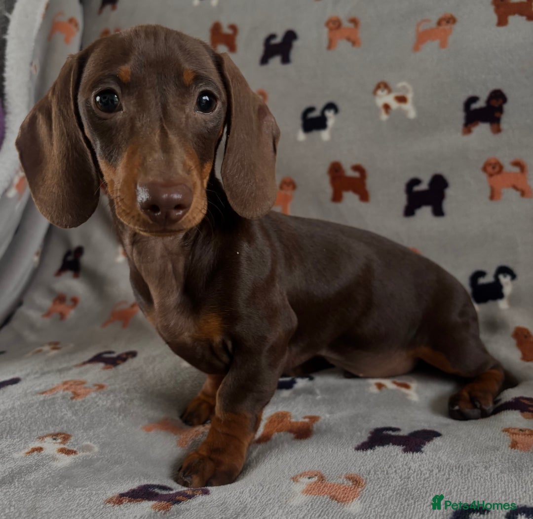 Dachshund dogs for sale: CHAMPION LINE KC REG MINI DACHSHUND GIRLS  - Image 9