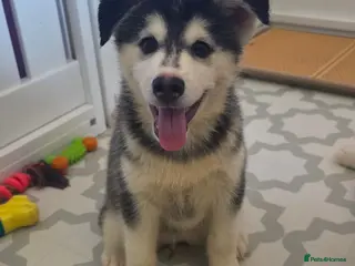 Pomsky dogs Ready Now - F3 Pomsky Puppies - Advert 4