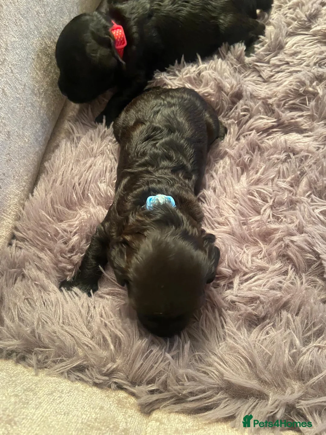 Schnoodle dogs for sale: Black/brown male Schnoodle pups for sale. in Glasgow - Advert 2