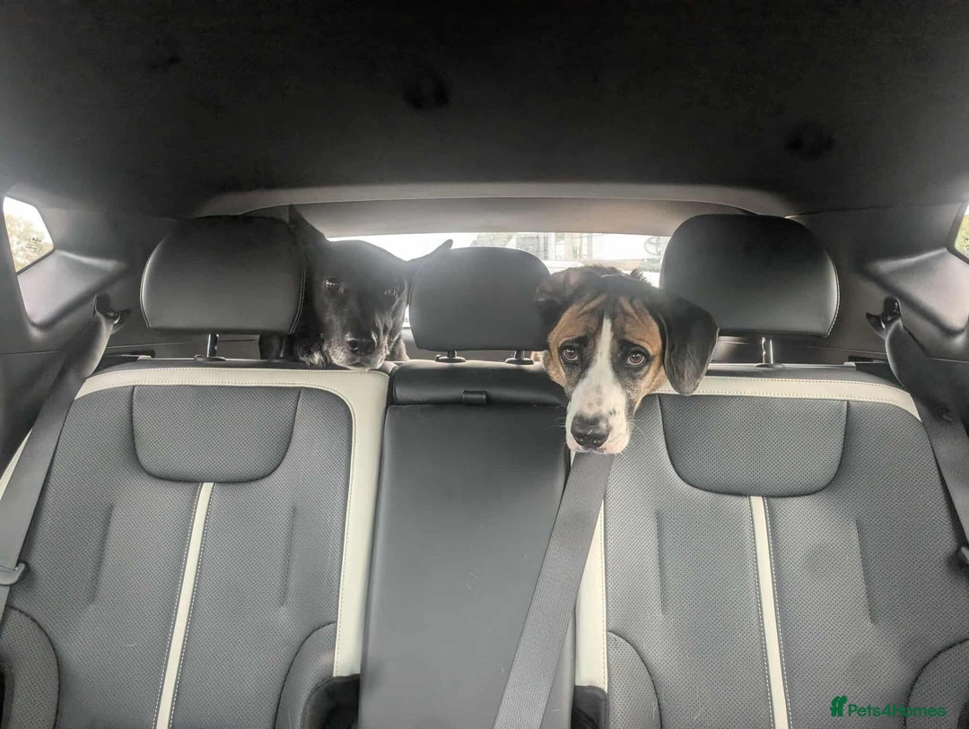 Mixed Breed dogs for adoption: Umber is searching for his family  - Advert 3