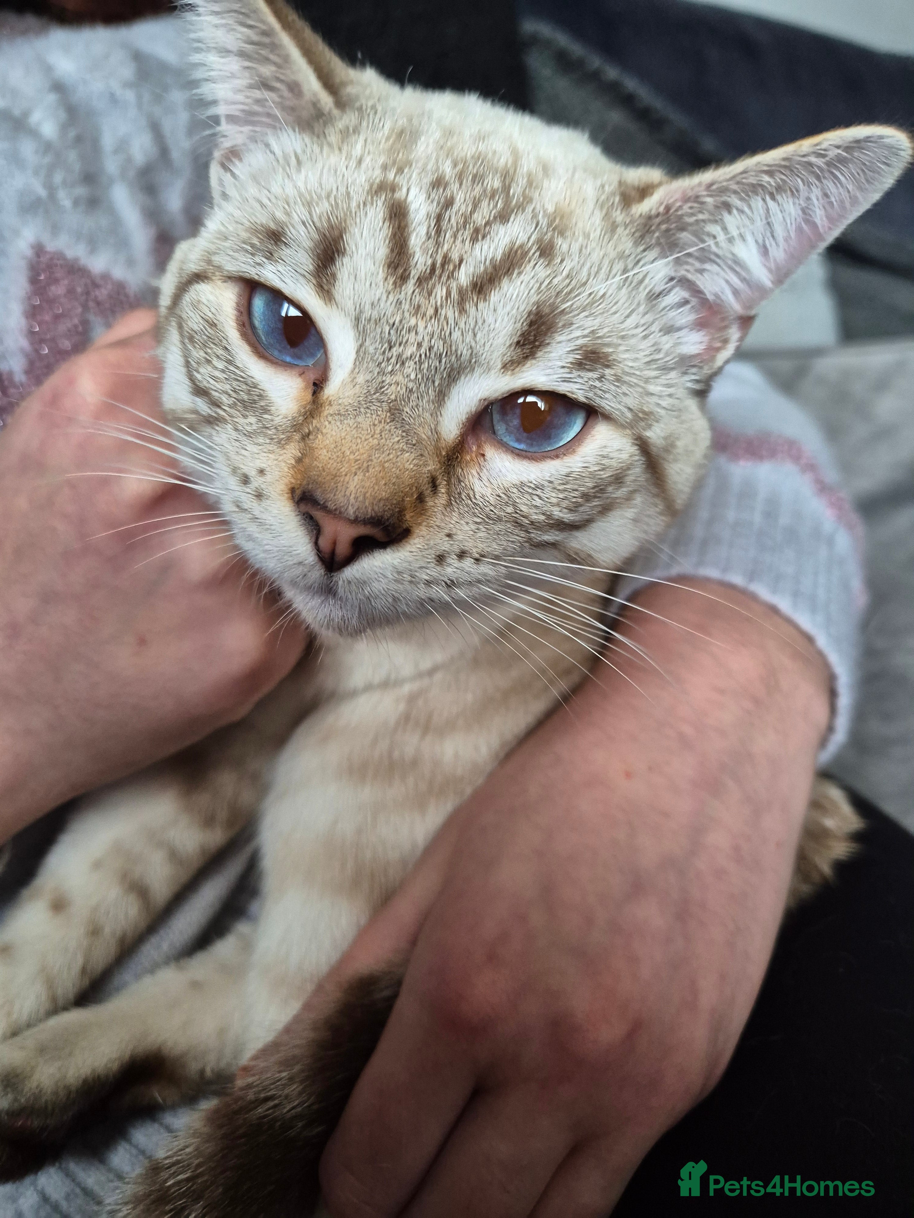 Snowshoe cats Pedigree snowshoe neutered choc tabby  - Advert 1