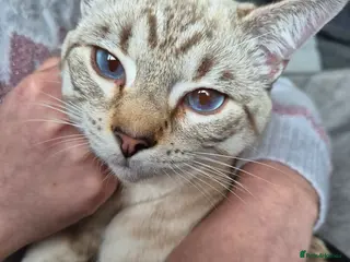 Snowshoe cats Pedigree snowshoe neutered choc tabby - Advert 1