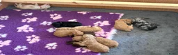 Labradoodle dogs for sale: Multigen labradoodle puppies - Advert 9