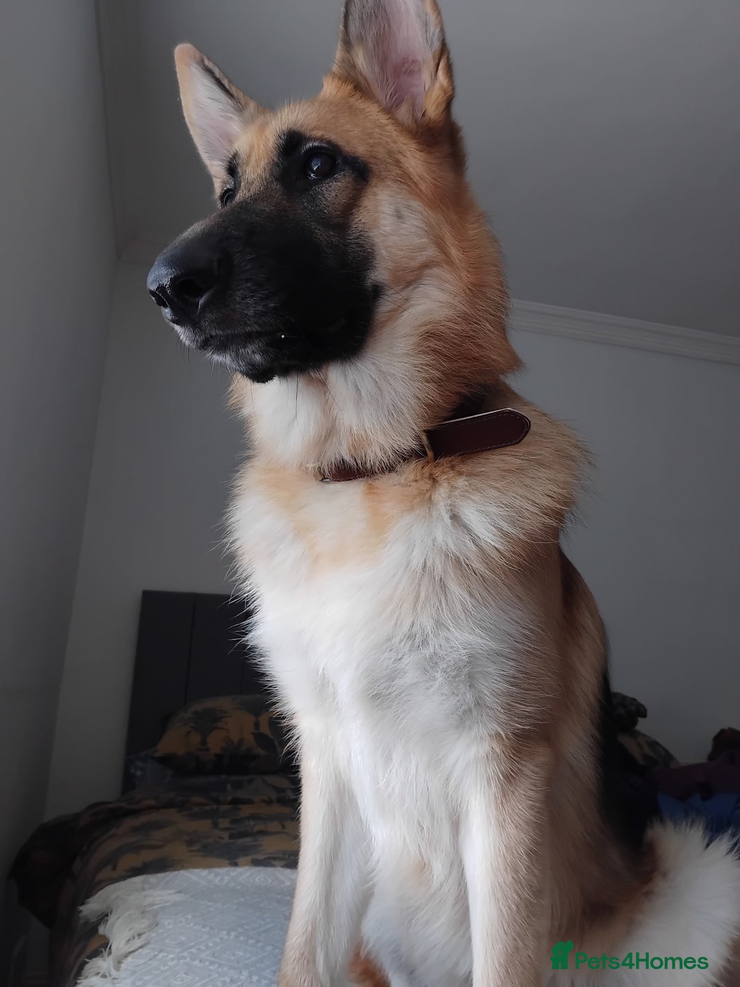 German Shepherd dogs for stud: Ragnar the German Shepherd stud - Advert 13