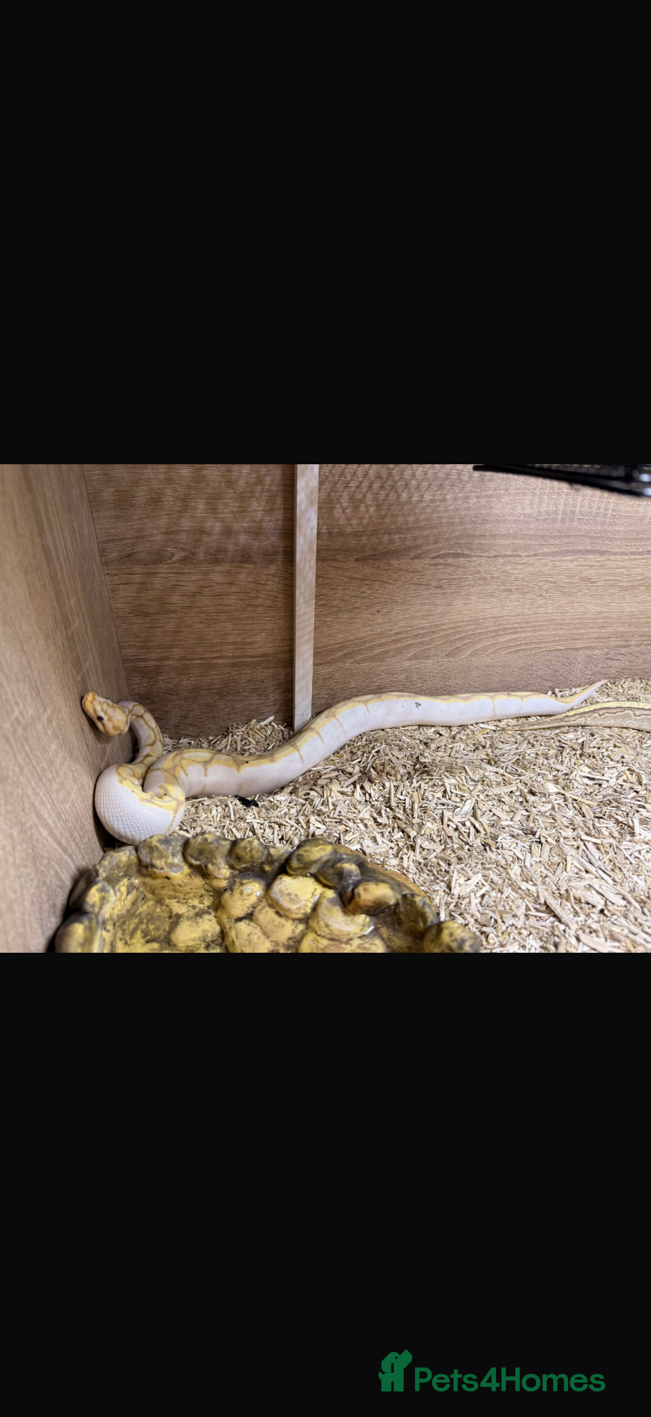 Python Snake reptiles Royal pythons  - Advert 2